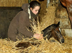 Trakehner Stutfohlen von Saint Cyr u.d. Prmien- u. Staatsprmienstute Karena v. Freudenfest - Foto: Beate Langels