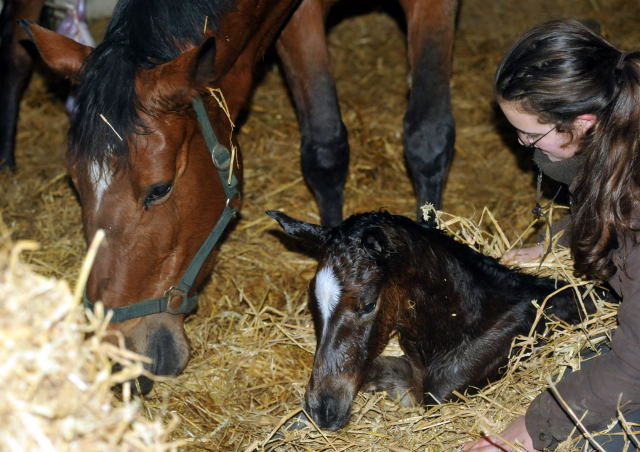 Trakehner Filly by Saint Cyr out of Pr. u. StPrSt. Karena by  Freudenfest - Foto: Beate Langels, Trakehner Gest t H melschenburg