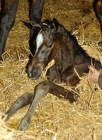 Trakehner Filly by Saint Cyr out of Pr. u. StPrSt. Karena by  Freudenfest - Foto: Beate Langels, Trakehner Gest t H melschenburg