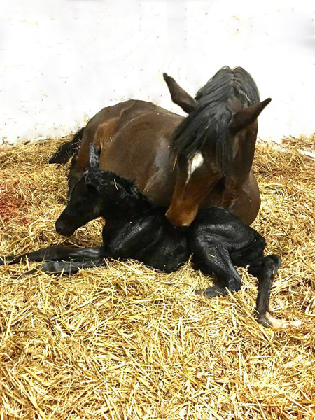 Colt by Imperio out of Pr.u.StPrSt. Katniss Everdeen by Saint Cyr - Foto: Langels - Trakehner Gestt Hmelschenburg