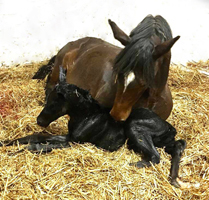 Trakehner Hengst von Imperio u.d. Prmienstute Katniss Everdeen v. Saint Cyr - Gestt Hmelschenburg - Beate Langels