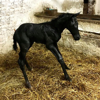 Colt by Imperio out of Pr.u.StPrSt. Katniss Everdeen by Saint Cyr - Gestt Hmelschenburg Beate Langels - Foto: Beate Langels