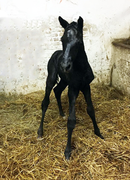 Colt by Imperio out of Pr.u.StPrSt. Katniss Everdeen by Saint Cyr - Gestt Hmelschenburg Beate Langels - Foto: Beate Langels