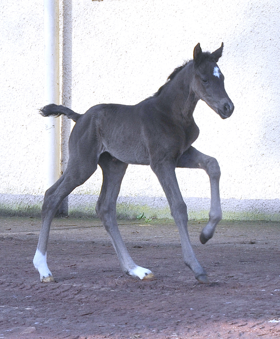 Talizia - Trakehner Filly of Zauberdeyk out of Pr.St. Taluna by Alter Fritz - Foto: Beate Langels