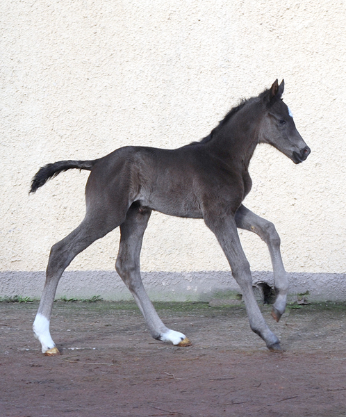 Talizia - Stutfohlen von Zauberdeyk u.d. Pr.St. Taluna v. Alter Fritz - Foto: Beate Langels