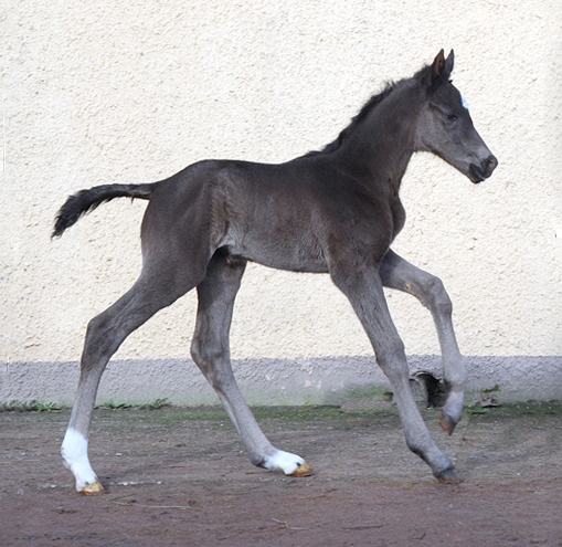 Trakehner Stutfohlen von Zauberdeyk u.d. Pr.St. Taluna v. Alter Fritz - Saint Cyr - Gestt Hmelschenburg