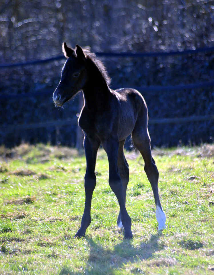 Hengstfohlen Tea in the Morning von Hopkins u.d. Pr.St. Tea at Five 20.02.2026 Gest�t H�melschenburg - 
Foto: Beate Langels