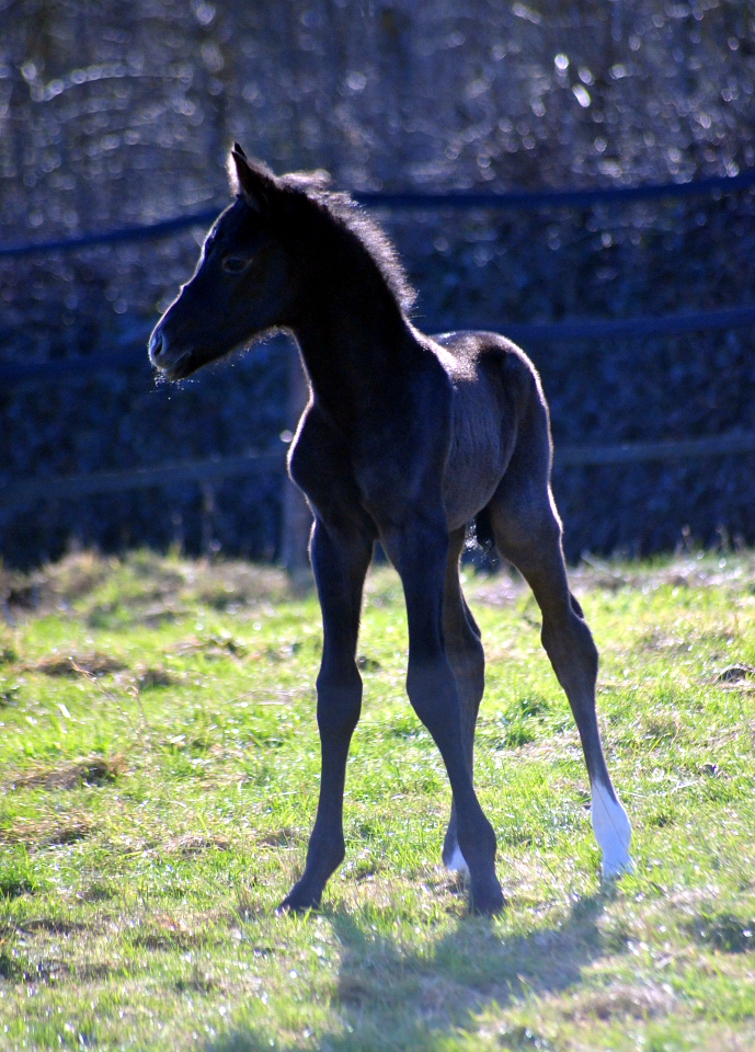 Hengstfohlen Tea in the Morning von Hopkins u.d. Pr.St. Tea at Five 20.02.2026 Gest�t H�melschenburg - 
Foto: Beate Langels