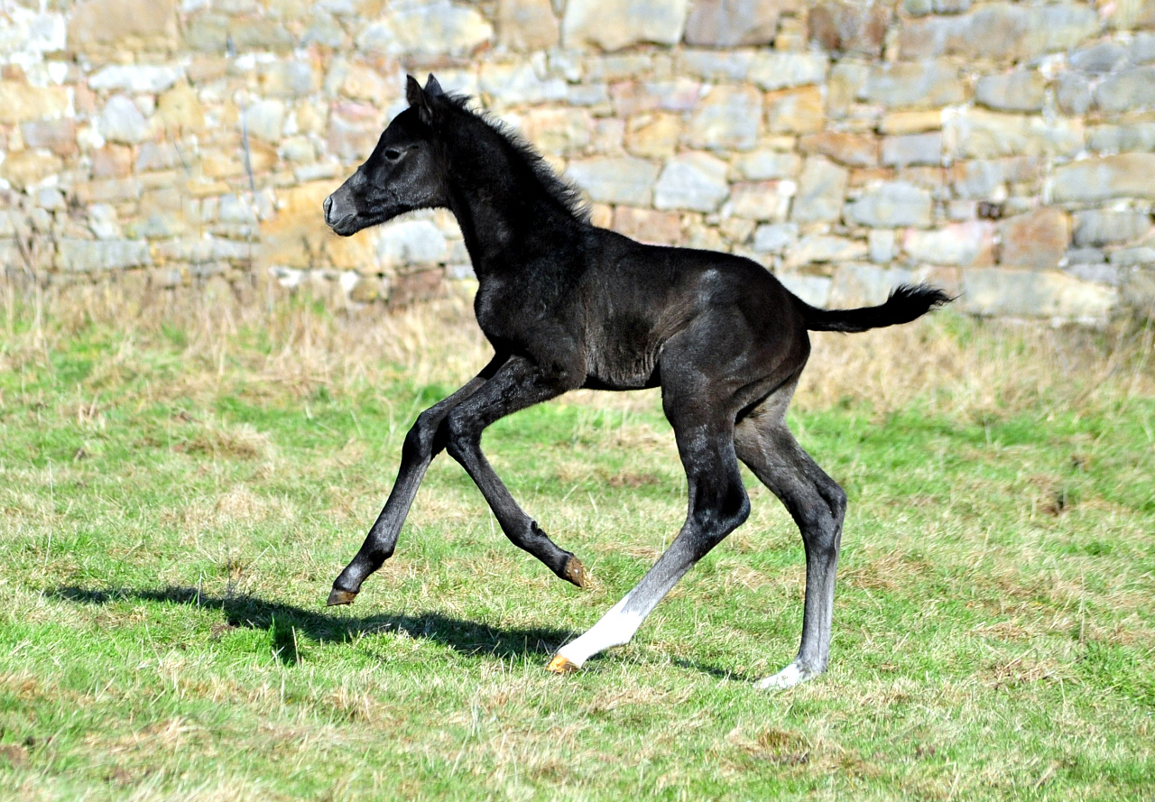 Hengstfohlen Tea in the Morning von Hopkins u.d. Pr.St. Tea at Five 20.02.2026 Gest�t H�melschenburg - 
Foto: Beate Langels