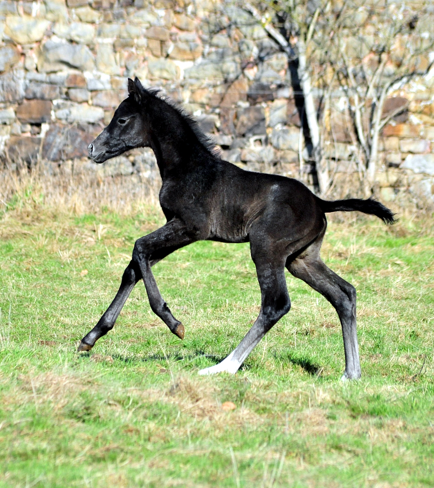 Tea in the Morning 20.02.2026 Gest�t H�melschenburg - 
Foto: Beate Langels