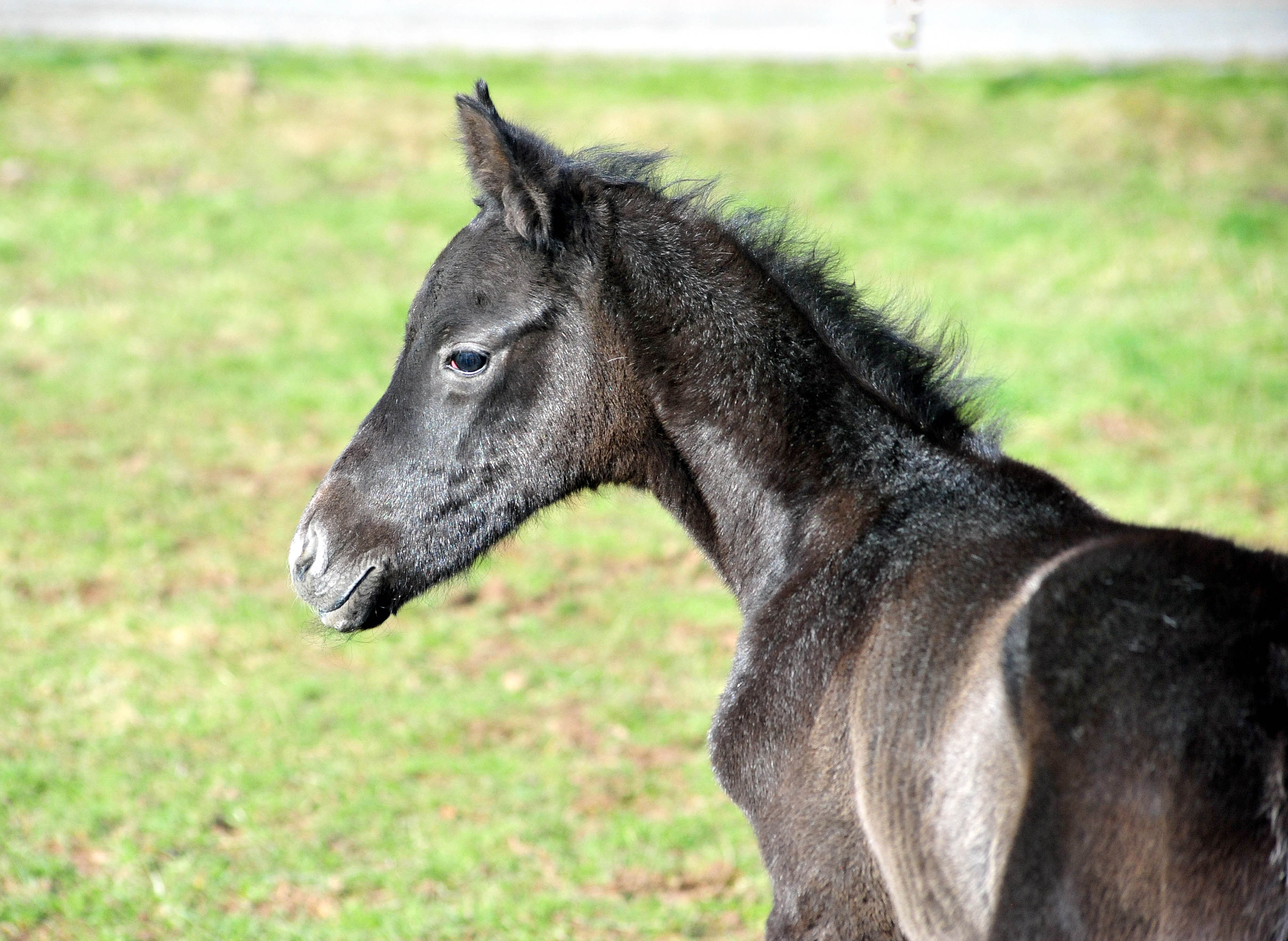 Hengstfohlen Tea in the Morning von Hopkins u.d. Pr.St. Tea at Five 20.02.2026 Gest�t H�melschenburg - 
Foto: Beate Langels
