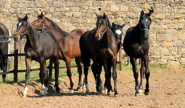 Eine Gruppe unserer jhrigen Hengste v.l.n.re: v. Exclusiv, Freudenfest, Cadeau, Shavalou und Songline - Foto: Beate Langels - Trakehner Gestt Hmelschenburg