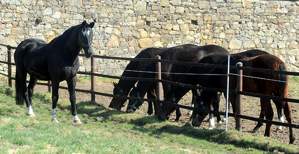 Kostolany und die Jhrlingshengste - Foto: Beate Langels - Trakehner Gestt Hmelschenburg