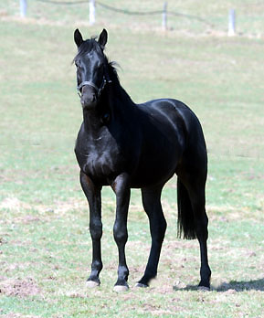 Geraldinio von Summertime u.d. Greta Garbo von Alter Fritz - Foto: Beate Langels - Trakehner Gestt Hmelschenburg