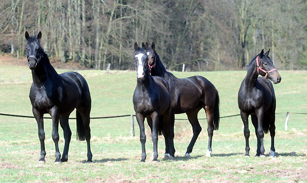 Zweijhrige Hengste von Summertime/Greta Garbo, Kostolany/Schwalbenfeder, Symont/Guendalina u. Summertime/Schwalbenflair - Foto: Beate Langels - Trakehner Gestt Hmelschenburg