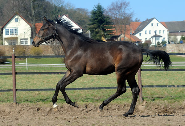 Jhrlingshengst von Cadeau x Seeruber - Foto: Beate Langels - Trakehner Gestt Hmelschenburg