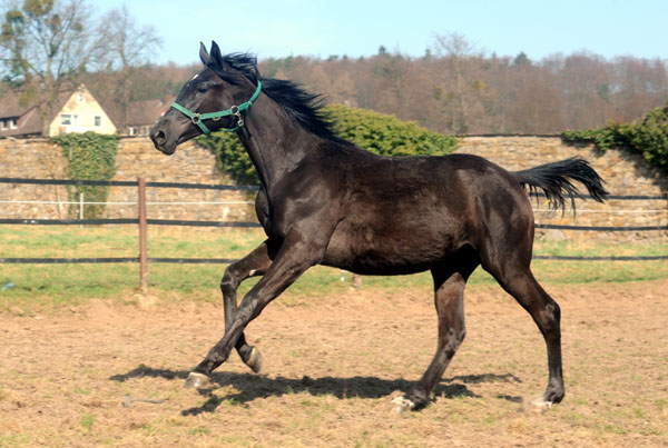 Jhrlingshengst von Songline x Trocadero - Foto: Beate Langels - Trakehner Gestt Hmelschenburg