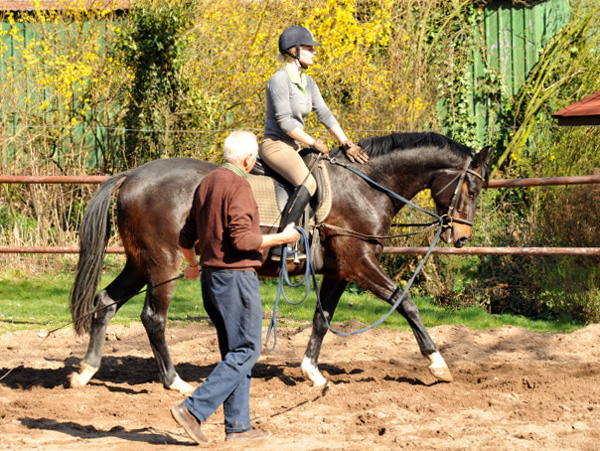 Das zweite Mal unter dem Reiter - Trakehner Gest�t H�melschenburg