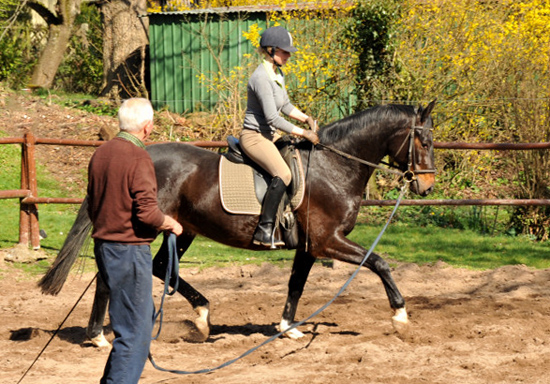 Das zweite Mal unter dem Reiter - Trakehner Gest�t H�melschenburg