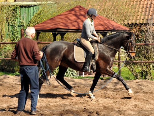 Das zweite Mal unter dem Reiter - Trakehner Gest�t H�melschenburg