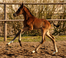 Hengstfohlen von Summertime u.d. Pr.u.StPrSt. Klassic v. Freudenfest - Foto Beate Langels Gestt Hmelschenburg