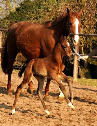 Trakehner Colt by Summertime out of Pr.a.StPrSt. Klassic by Freudenfest - Foto: Beate Langels Gestt Hmelschenburg