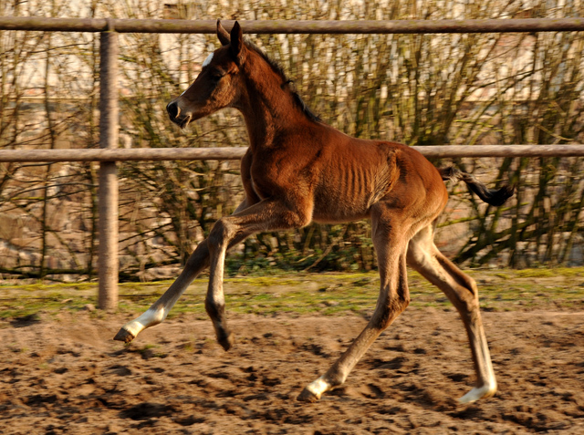 Trakehner Colt by Summertime out of Pr.a.StPrSt. Klassic by Freudenfest - Foto: Beate Langels Gestt Hmelschenburg