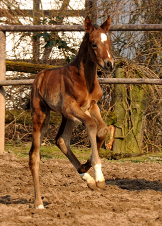 Trakehner Colt by Summertime out of Pr.a.StPrSt. Klassic by Freudenfest - Foto: Beate Langels Gestt Hmelschenburg