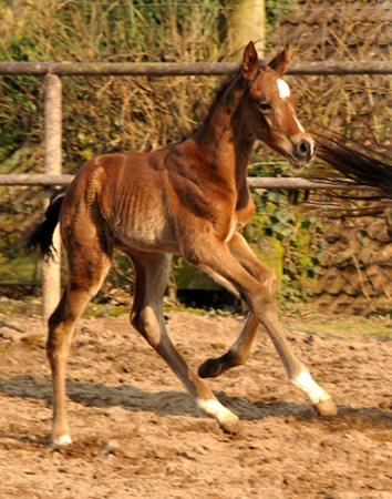 Trakehner Colt by Summertime out of Pr.a.StPrSt. Klassic by Freudenfest - Foto: Beate Langels Gestt Hmelschenburg