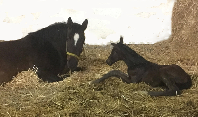 Filly by Sir Donnerhall I out of Schwalbendiva by Totilas - Trakehner Gestt Hmelschenburg - Foto: Beate Langels