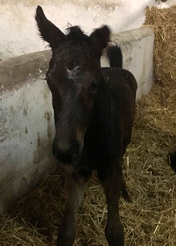 Oldenburger Filly by Sir Donnerhall I out of Schwalbendiva by Totilas - 24.03.2018
 - Trakehner Gestt Hmelschenburg - Beate Langels