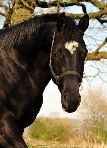 Zweijhriger Hengst von Saint Cyr x Greta Garbo - 20. April 2016  - Foto: Beate Langels -
Trakehner Gestt Hmelschenburg