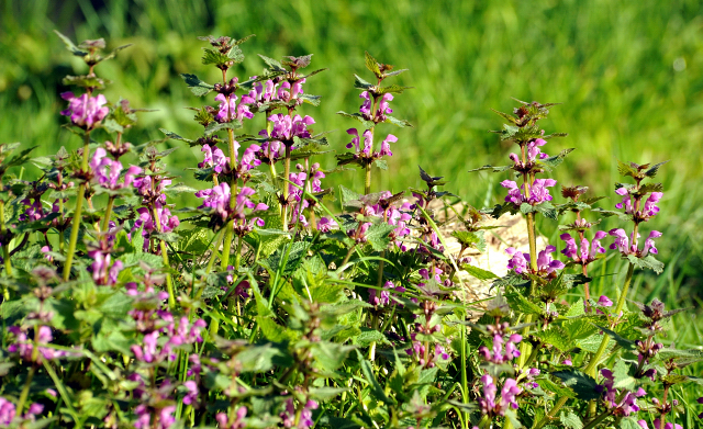 20. April 2016 - Foto: Beate Langels -
Trakehner Gestüt Hämelschenburg