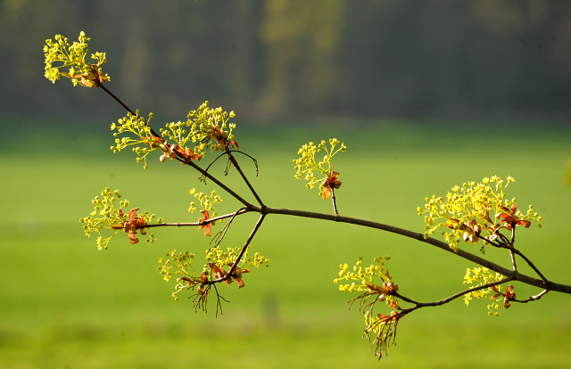 20. April 2016 - Foto: Beate Langels -
Trakehner Gestüt Hämelschenburg