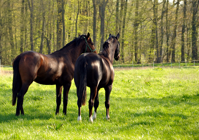 20. April 2016 - Foto: Beate Langels -
Trakehner Gestüt Hämelschenburg