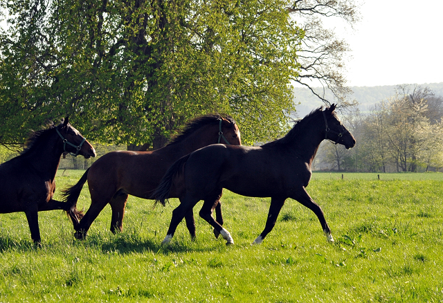 20. April 2016 - Foto: Beate Langels -
Trakehner Gestüt Hämelschenburg