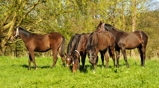 20. April 2016 - Foto: Beate Langels -
Trakehner Gestüt Hämelschenburg