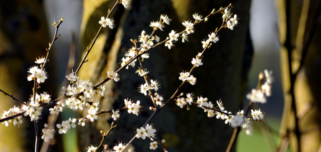 20. April 2016 - Foto: Beate Langels -
Trakehner Gestüt Hämelschenburg