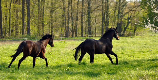 20. April 2016 - Foto: Beate Langels -
Trakehner Gestüt Hämelschenburg