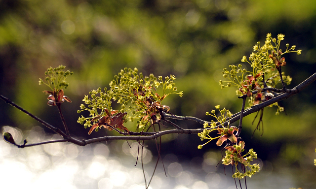 20. April 2016 - Foto: Beate Langels -
Trakehner Gestüt Hämelschenburg