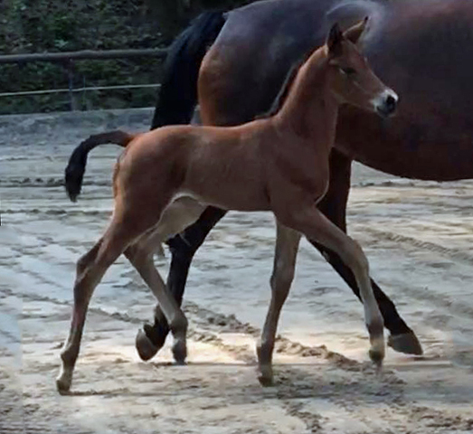 Trakehner Stutfohlen Schwalbe's Beauty von High Motion x Imperio - Beate Langels Gestt Hmelschenburg