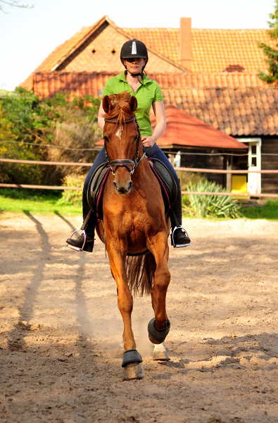 Zauberdeyk v. Van Deyk - Trakehner Gestt Hmelschenburg - Foto: Beate Langels - 
Trakehner Gestt Hmelschenburg