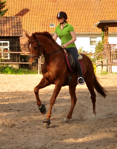 Zauberdeyk v. Van Deyk - Trakehner Gestt Hmelschenburg - Foto: Beate Langels - 
Trakehner Gestt Hmelschenburg