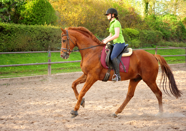 Zauberdeyk v. Van Deyk - Trakehner Gestt Hmelschenburg - Foto: Beate Langels - 
Trakehner Gestt Hmelschenburg