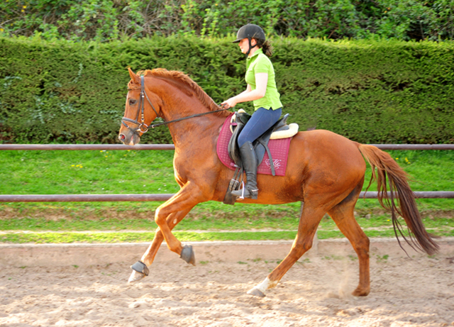 Zauberdeyk v. Van Deyk - Trakehner Gestt Hmelschenburg - Foto: Beate Langels - 
Trakehner Gestt Hmelschenburg