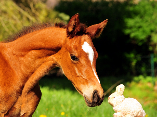 Stutfohlen von High Motion x Imperio - Trakehner Gestt Hmelschenburg - Foto: Beate Langels - 
Trakehner Gestt Hmelschenburg