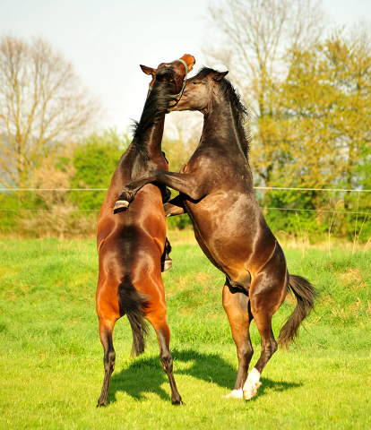 Die zweijhrigen Hengste - Trakehner Gestt Hmelschenburg - Foto: Beate Langels - 
Trakehner Gestt Hmelschenburg