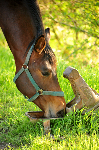 Die zweijhrigen Hengste - Trakehner Gestt Hmelschenburg - Foto: Beate Langels - 
Trakehner Gestt Hmelschenburg