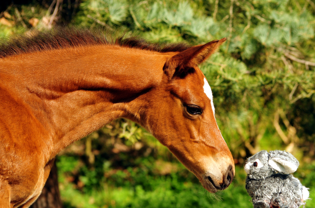 Stutfohlen von High Motion x Imperio - Trakehner Gestt Hmelschenburg - Foto: Beate Langels - 
Trakehner Gestt Hmelschenburg