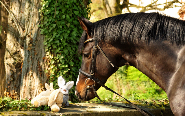 Saint Cyr von Kostolany - Trakehner Gestt Hmelschenburg - Foto: Beate Langels - 
Trakehner Gestt Hmelschenburg